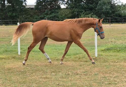 A River of Sunshine, 2-jarige merrie, Donier x Alabastro, Dieren en Toebehoren, Paarden, Merrie, Onbeleerd, 165 tot 170 cm, 0 tot 2 jaar