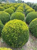 Buxus bollen tot 90 cm indien zelf uitgedaan €25 van kweker, Jardin & Terrasse, Plantes | Arbustes & Haies, Enlèvement ou Envoi