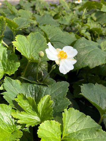 Anemone hybride ‘Honorine Jobert’ Potmaat 17cm beschikbaar voor biedingen