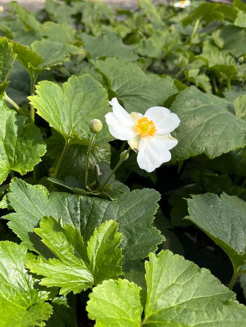 Anemone hybride ‘Honorine Jobert’ Potmaat 17cm, Tuin en Terras, Planten | Tuinplanten, Vaste plant, Halfschaduw, Herfst, Ophalen