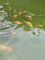 Vissen (koi), Dieren en Toebehoren, Karper of Koi