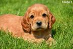 Prachtige rode Engelse Cocker pups, Dieren en Toebehoren, Honden | Retrievers, Spaniëls en Waterhonden, CDV (hondenziekte), Meerdere