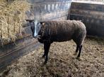 Zwartbles ram stamboek, Animaux & Accessoires, Moutons, Chèvres & Cochons, Mouton, Mâle, 3 à 5 ans