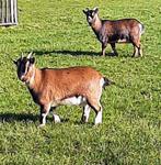 Deux chèvres naines femelles à vendre, Animaux & Accessoires