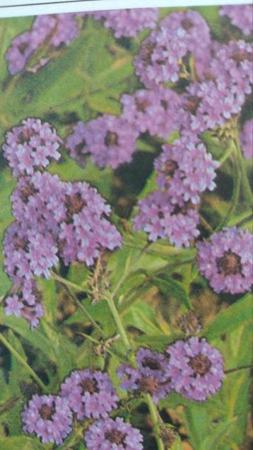 verbena of ijzerhard beschikbaar voor biedingen