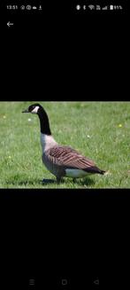 Canadese gans, Dieren en Toebehoren, Pluimvee, Geslacht onbekend, Gans of Zwaan