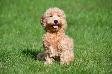 Maltipoo reutje te koop beschikbaar voor biedingen