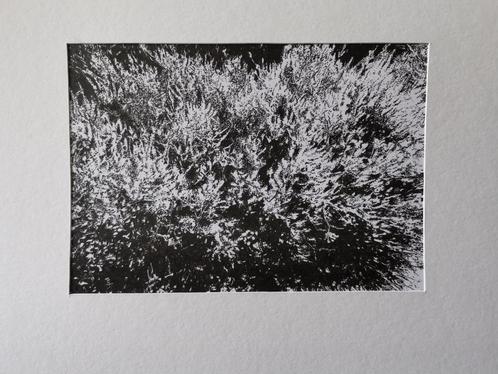 Het ritme van de heide, Antiek en Kunst, Kunst | Tekeningen en Fotografie, Ophalen
