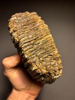 Mammoet kies tand noordzee fossiel, Verzamelen, Mineralen en Fossielen, Ophalen, Fossiel