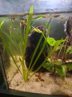 Guppy's, met aguarium zie 3de foto, Dieren en Toebehoren