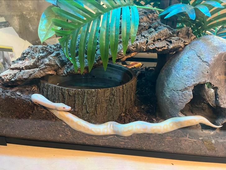 Python régius Albinos (M) + Terrarium complet, Dieren en Toebehoren, Reptielen en Amfibieën | Toebehoren, Verlichting, Ophalen