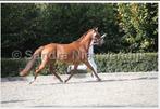 D-pony ster merrie met palomino hengstveulen  Don Cremello, Dieren en Toebehoren, Merrie