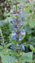 Zaailingen scutellaria / glidkruid,  , 0,75 /potje, lees bes, Vaste plant, Halfschaduw, Zomer, Ophalen