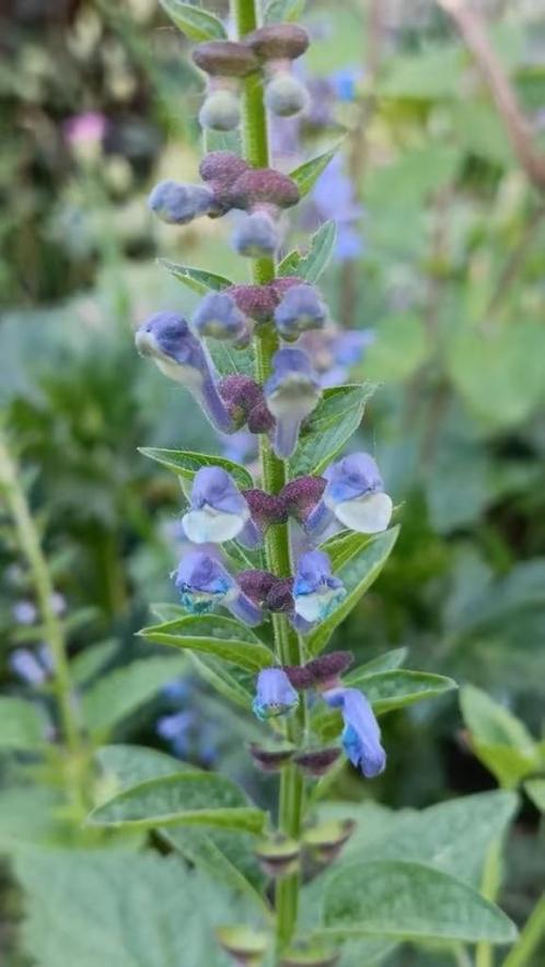 Zaailingen scutellaria / glidkruid, laatste 4 , 0,75 /potje, Tuin en Terras, Planten | Tuinplanten, Vaste plant, Overige soorten