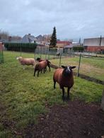 Jonge schapenrammen 4 st.