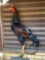 Grote shamo haan, Animaux & Accessoires