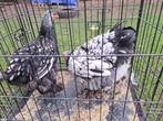 Zeer mooie jonge hennen brahma zilver zwart, Dieren en Toebehoren, Pluimvee, Vrouwelijk, Kip