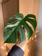 Monstera albo deliciosa #9, Huis en Inrichting, Ophalen of Verzenden