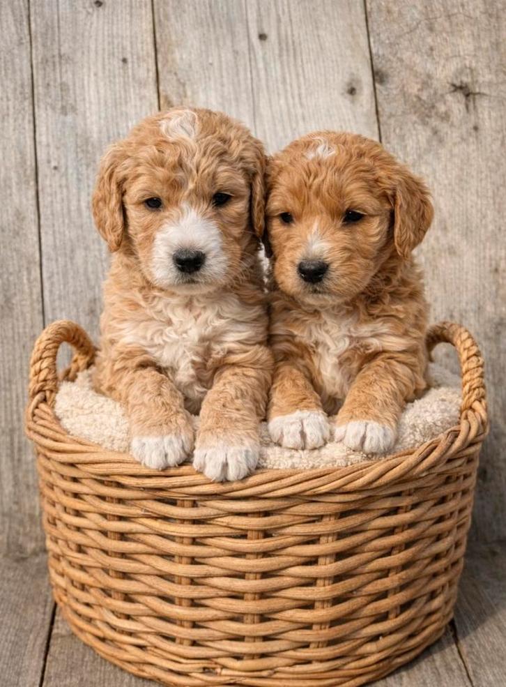 Beaux chiots Goldendoodle (Golden Retriever x Caniche), Animaux & Accessoires, Chiens | Retrievers, Épagneuls & Chiens d'eau, Plusieurs animaux