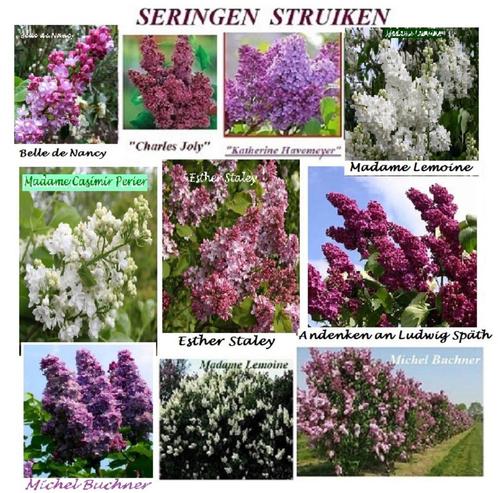 LILAS ea ANDENKEN AN LUDWIG SPATH, BORDEAUX FLEURS DOUBLES, Jardin & Terrasse, Plantes | Jardin, Plante fixe, Autres espèces, Printemps