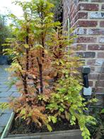 Metasequoia glyptostroboides, Tuin en Terras, Ophalen