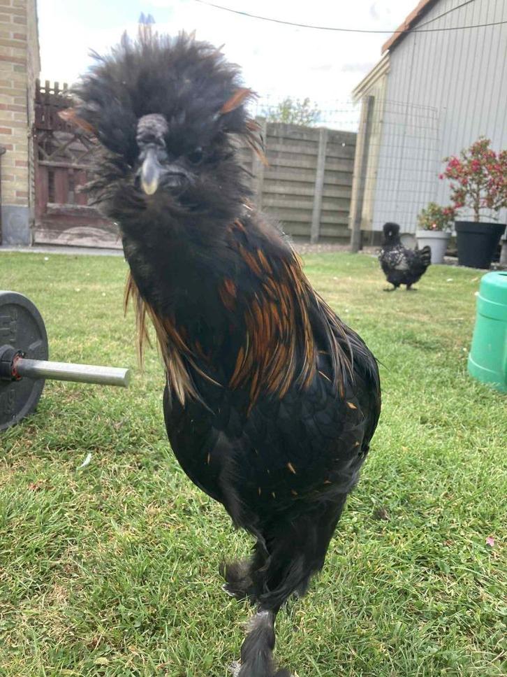 Handtamme haan zoekt nieuw thuis, Dieren en Toebehoren, Vogels | Overige Vogels, Mannelijk, Tam