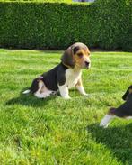 beagle pups, Dieren en Toebehoren, België, Beagle, CDV (hondenziekte), 8 tot 15 weken