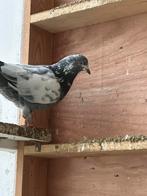 Pigeon, coq pakistanais