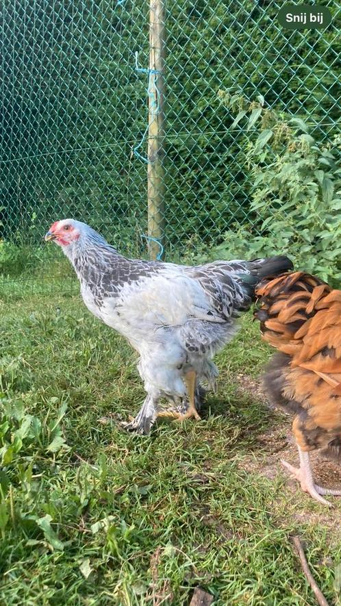 Haan, Animaux & Accessoires, Volatiles, Poule ou poulet, Mâle