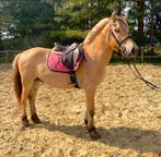 5j Fjord aantrekkelijke prijs!, Dieren en Toebehoren, Paarden, Minder dan 160 cm, Ruin, 3 tot 6 jaar, Onbeleerd