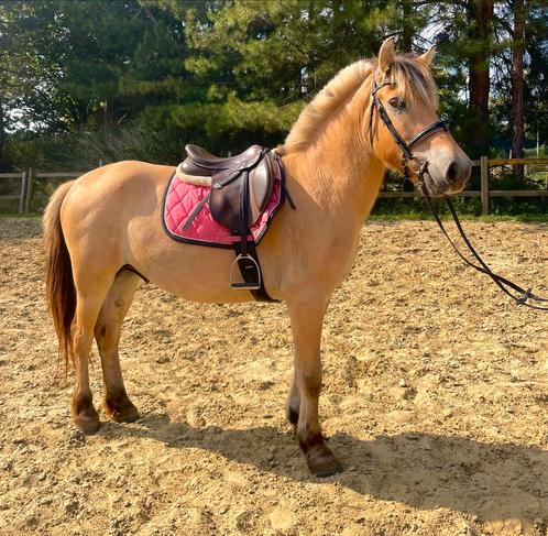 5j Fjord aantrekkelijke prijs!, Dieren en Toebehoren, Paarden, Ruin, Onbeleerd, Minder dan 160 cm, 3 tot 6 jaar, Met stamboom