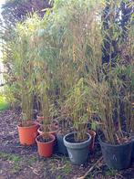 Bamboe pakket ,haag plant, Ophalen, Bamboe, Haag, 100 tot 250 cm