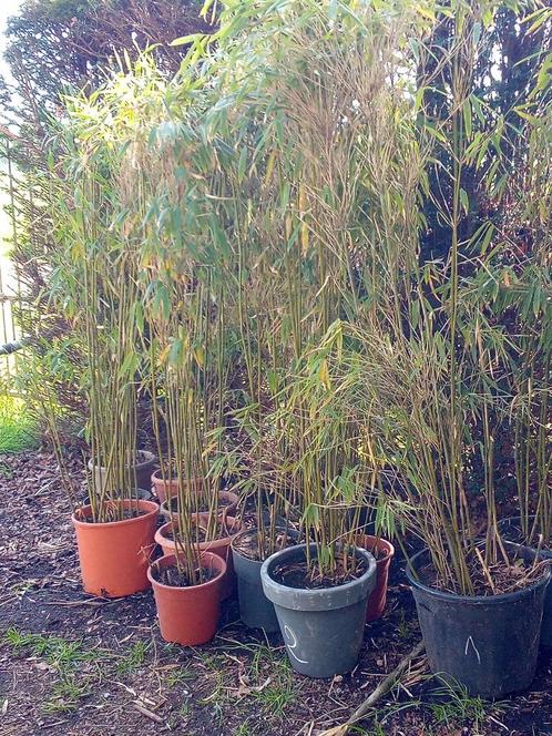 Bamboe pakket ,haag plant, Tuin en Terras, Planten | Struiken en Hagen, Haag, Bamboe, 100 tot 250 cm, Ophalen