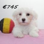 Maltezer-puppy’s te koop (Belgisch), Dieren en Toebehoren, België, Maltezer, Handelaar, CDV (hondenziekte)