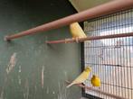 Kanaries, Dieren en Toebehoren, Vogels | Kanaries
