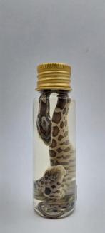 Serpent cabinet de curiosités, Enlèvement ou Envoi