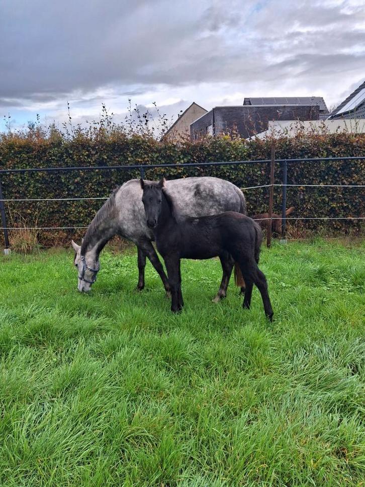 Pony met veulen, Dieren en Toebehoren, Pony's, Hengst, Gechipt