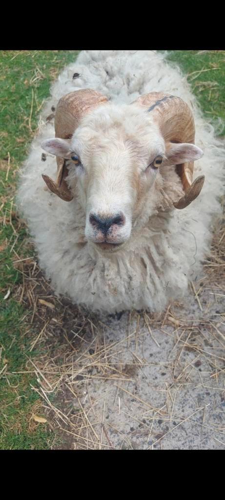 Gezonde Ouessant ram, Dieren en Toebehoren, Schapen, Geiten en Varkens