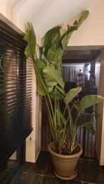 Strelitzia te koop, Huis en Inrichting, Kamerplanten, Ophalen