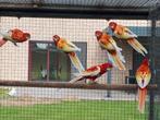 Rubino rosella 2025, Dieren en Toebehoren, Parkiet