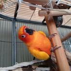 Handtam  zonneparkiet, Dieren en Toebehoren