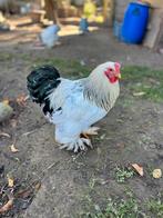 Tamme haan, Dieren en Toebehoren, Pluimvee, Mannelijk, Kip