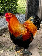 Brahma kriel goudpatrijs, Dieren en Toebehoren, Pluimvee