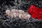 Rattery Knabbelhoek.  Mailingslijst open, Dieren en Toebehoren, Rat, Maart, Meerdere dieren, Tam