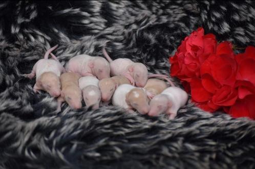 Rattery Knabbelhoek.  Mailingslijst open, Dieren en Toebehoren, Knaagdieren, Meerdere dieren, Rat, Maart, Tam