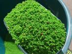Verdure Rul Eivoer 1kg, + Vitamine Complexe, Pineta, Ophalen, Nieuw