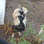 Padua haan, Dieren en Toebehoren, Pluimvee, Mannelijk