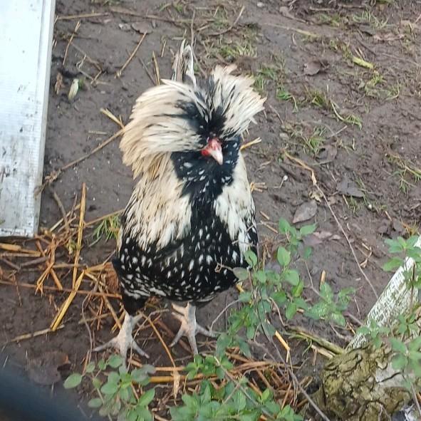 Padua haan, Dieren en Toebehoren, Pluimvee, Mannelijk