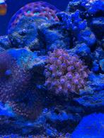 Anemoon, Dieren en Toebehoren, Vissen | Aquariumvissen