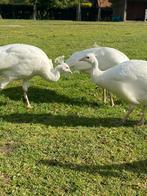 Witte pauwen, Dieren en Toebehoren, Pluimvee, Meerdere dieren, Overige soorten
